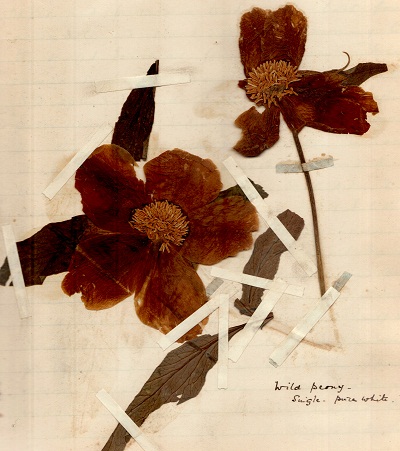 Kolahoi 1900 mountaineering journal by Cecil Barton (59).jpg