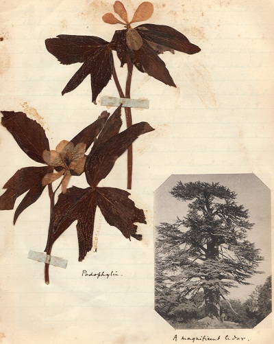 Kolahoi 1900 mountaineering journal by Cecil Barton (69).jpg