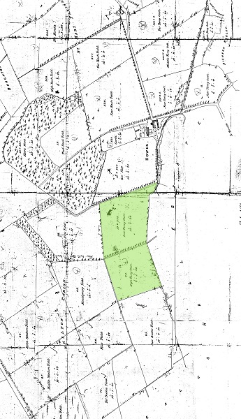 Parsy Close-Up.jpg